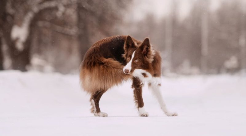 8 semelhanças entre o cachorro e o lobo