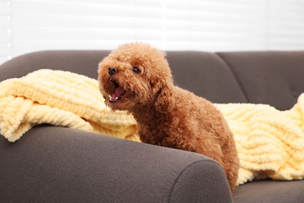 Cachorro sentado no sofá latindo