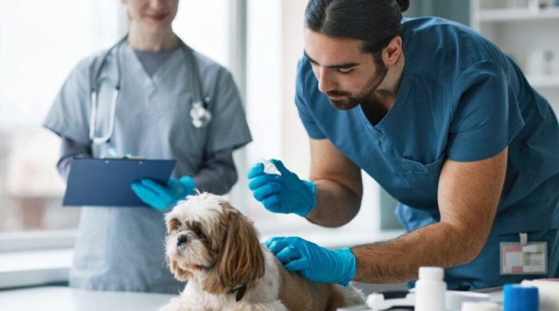 7 cuidados com cachorro de pelo longo 