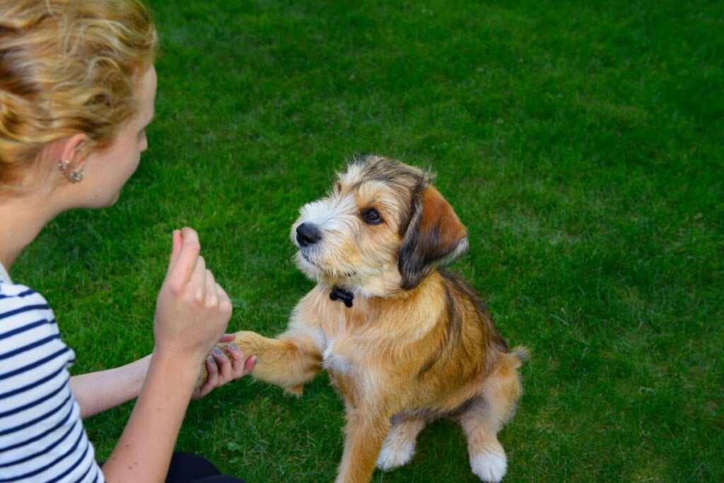 Cachorro sendo adestrado