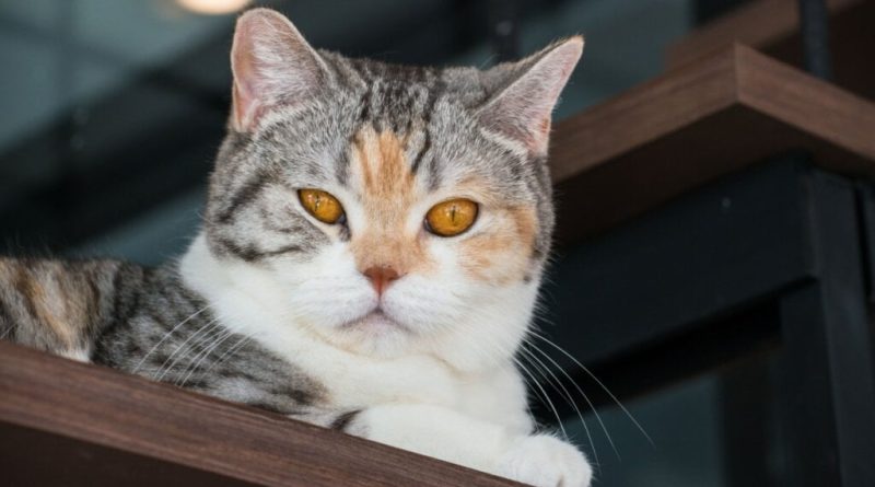 4 características do gato da raça american wirehair 