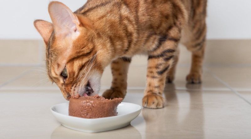 Veja como cuidar dos animais em dias muito quentes