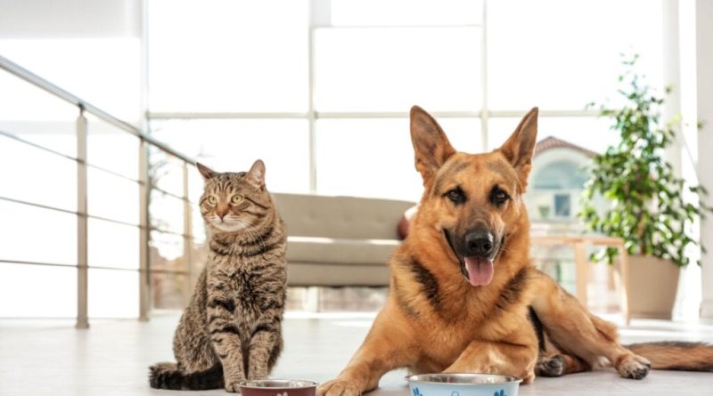 Veja os cuidados com pets com Síndrome da Disfunção Cognitiva