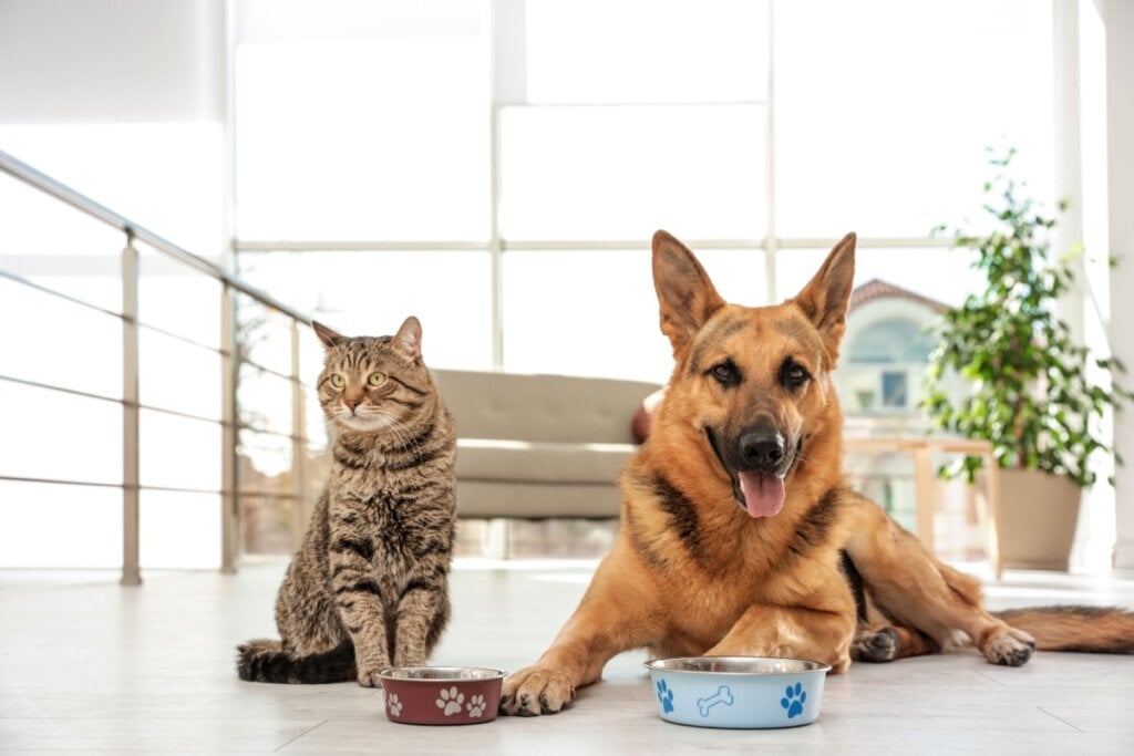 Gato e cachorro com seus respectivos potes de ração