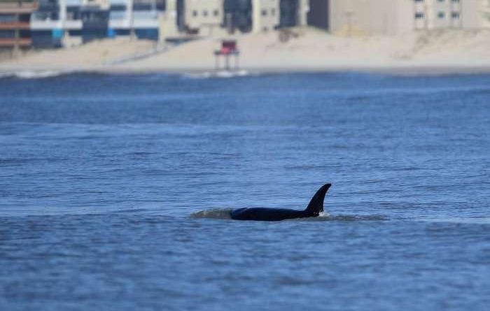 Grupo de orcas surpreende pesquisadores em avistamento raro no Litoral Norte do RS