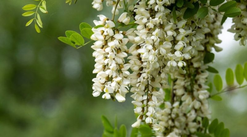 15 flores que atraem prosperidade, proteção e boas energias