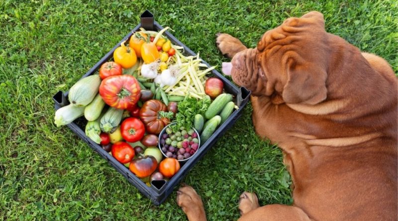 4 características do cachorro da raça mastiff