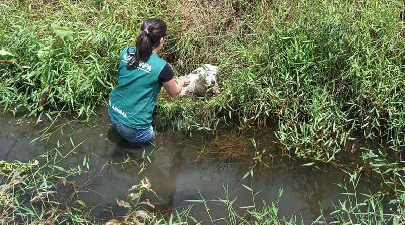 Cachorro idoso preso em valo por 3 dias é salvo em Imbé