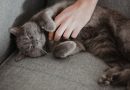 4 características do gato da raça chartreux