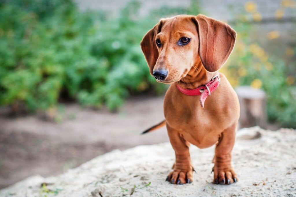 Cachorro da raça Dachshund em cima de uma pedra com um jardim atrás dele