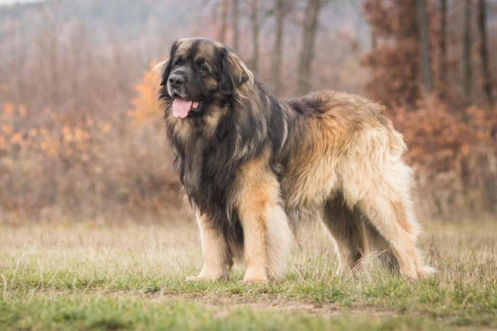 Cachorro Leonberger em pé em uma paisagem com grama queimada