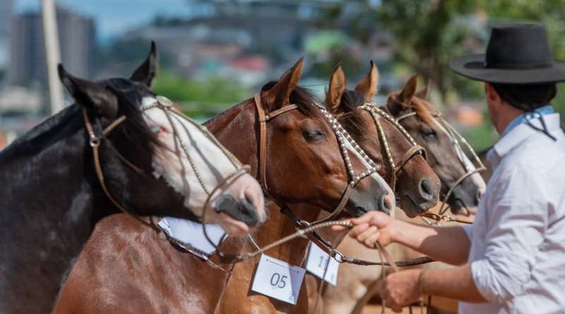 Litoral Norte recebe exposição Passaporte do Cavalo Crioulo em Xangri-Lá