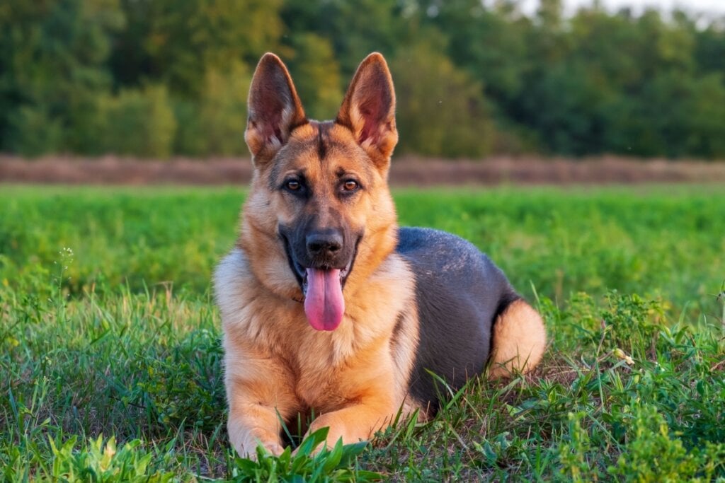 Cachorro da raça Pastor Alemão deitado em grama ao ar livre 