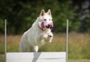 4 características do cachorro pastor branco suíço