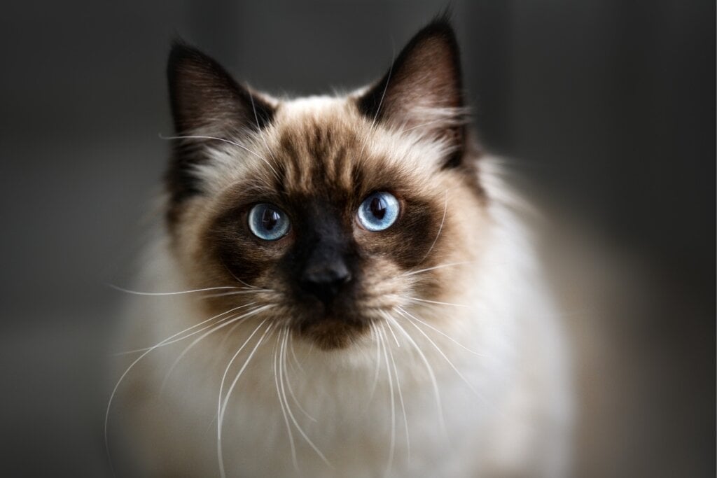 Gato da raça ragdoll