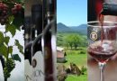 Conheça o vinho do RS que conquistou destaque internacional