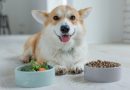 5 benefícios da alimentação natural para os animais