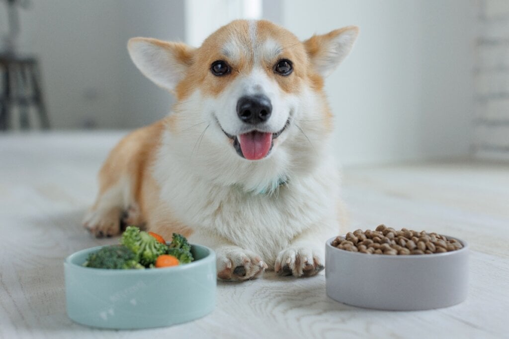 Cão da raça Corgi entre dois potes, um com ração e outro com legumes frescos