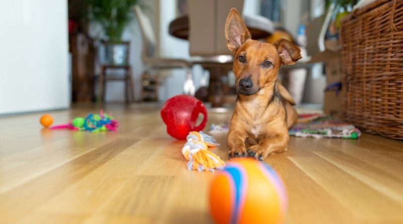 8 dicas para fortalecer o vínculo com o cachorro 