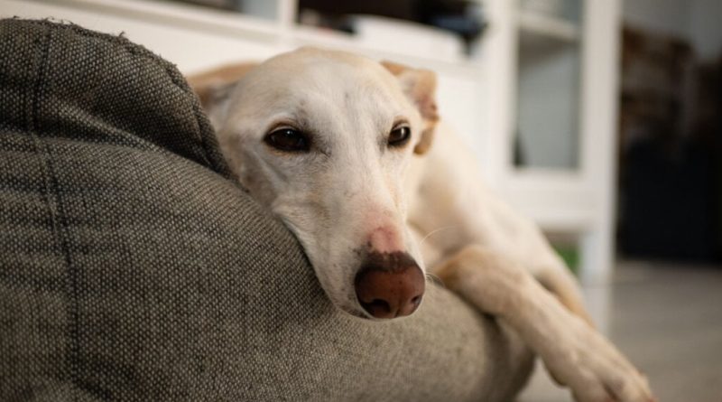 5 dicas para reduzir o estresse do cachorro durante a chuva