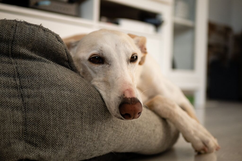 Cachorro deitado tranquilo em sua caminha