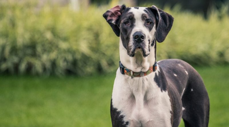 8 maiores raças de cachorro do mundo