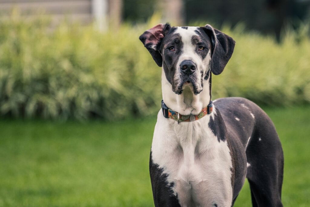 Dogue alemão preto e branco em parque.