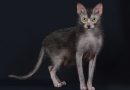 4 características do gato exótico da raça lykoi