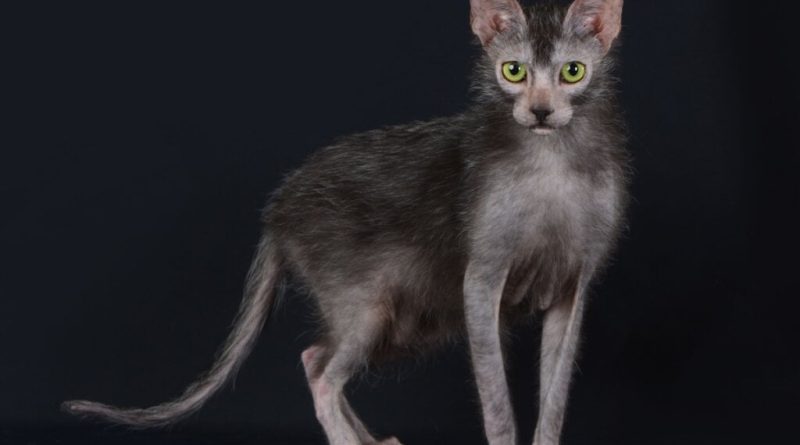 4 características do gato exótico da raça lykoi