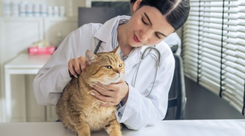 Veja os sintomas do câncer de próstata em cachorros e gatos