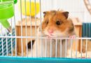 5 curiosidades fascinantes sobre os hamsters