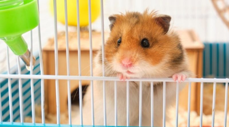 5 curiosidades fascinantes sobre os hamsters