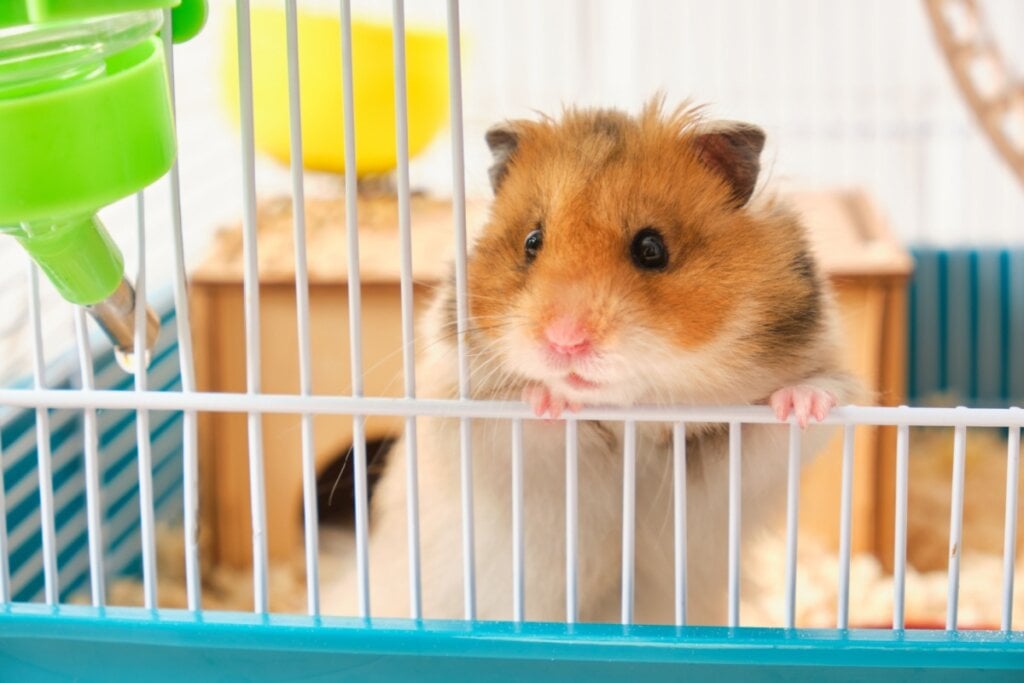 hamster sírio branco e laranja em grade branca de gaiola