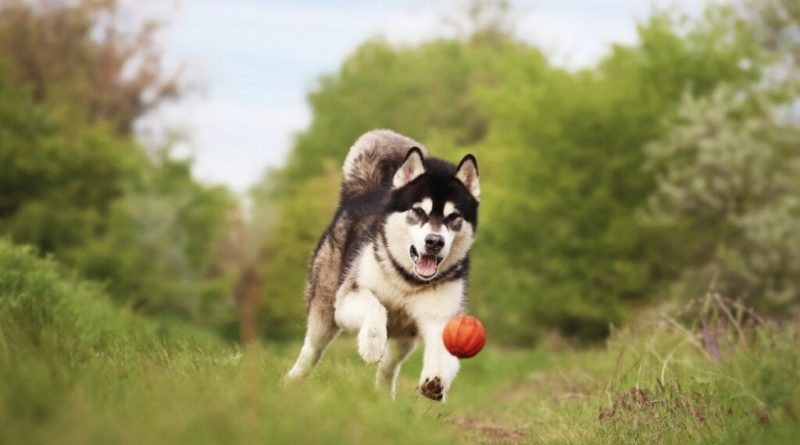 4 características do cachorro da raça malamute do Alasca