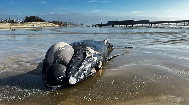 Baleia jubarte é encontrada morta no litoral norte