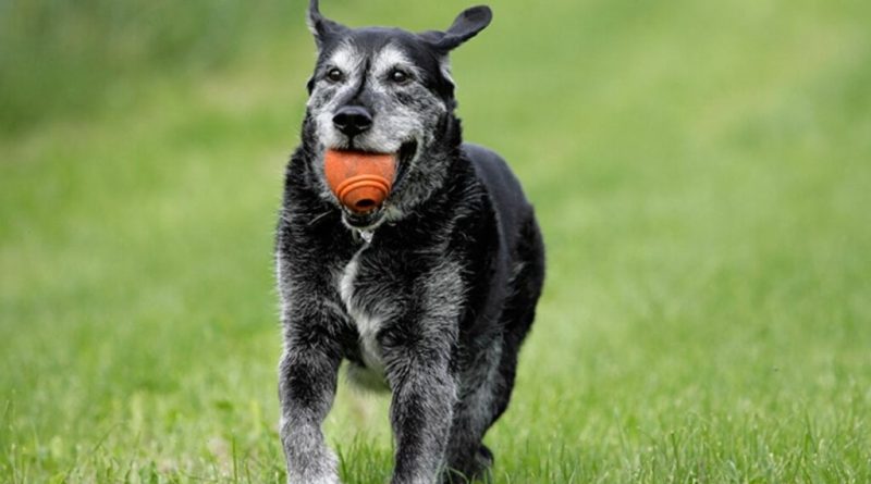 8 brincadeiras seguras para cachorros idosos