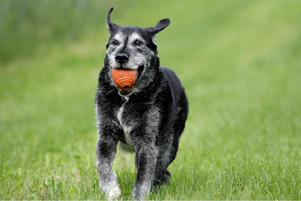 Cachorro idoso preto correndo com uma bola laranja na boca 