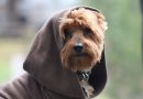 12 nomes de personagens de Star Wars para cachorro