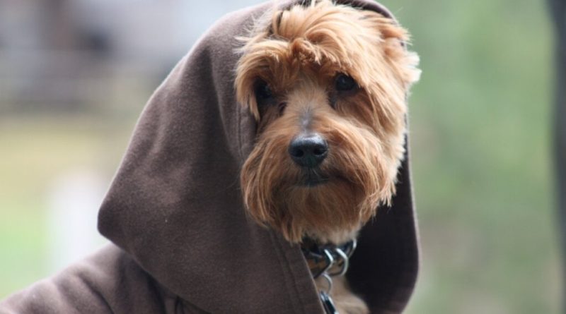 12 nomes de personagens de Star Wars para cachorro