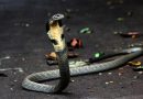 10 espécies de cobras peçonhentas