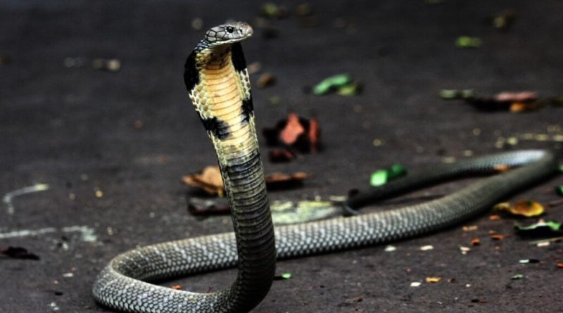 10 espécies de cobras peçonhentas