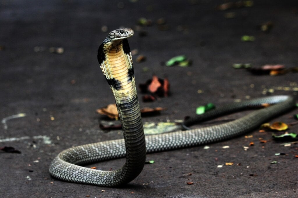  Cobra-real com a cabeça em pé no chão de uma floresta 