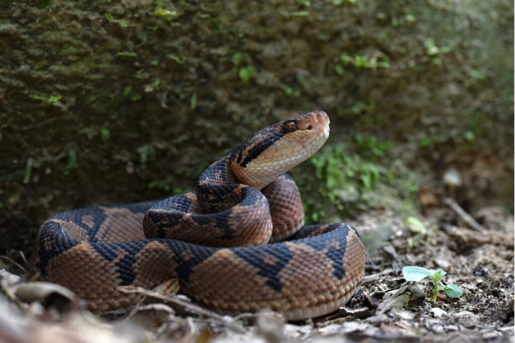 Cobra surucucu pico de jaca enrolada com a cabeça levantada sobre folhas 