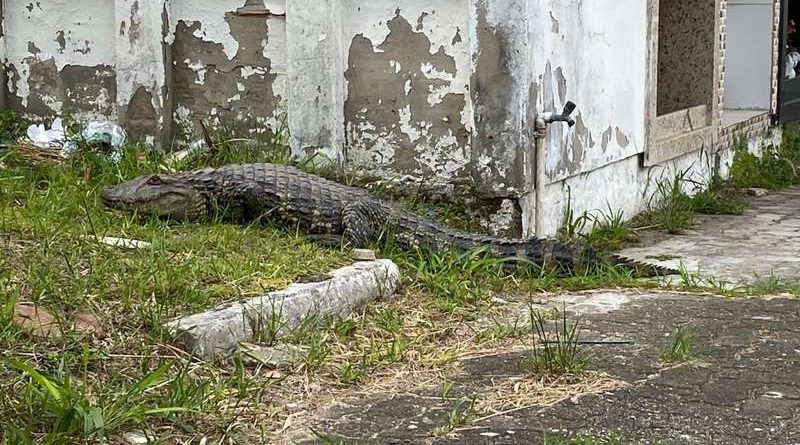 Jacaré é visto em cemitério de Osório: entenda o caso