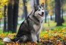 9 diferenças entre as raças husky siberiano e malamute do Alasca