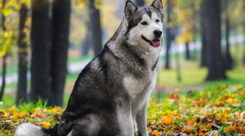 9 diferenças entre as raças husky siberiano e malamute do Alasca