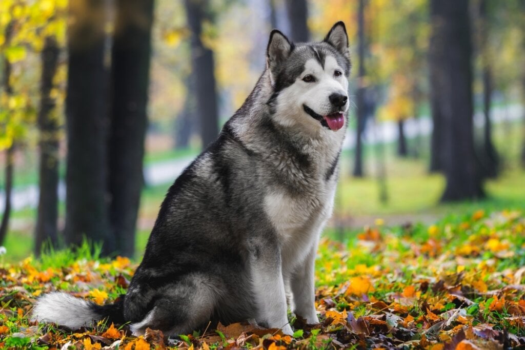 Malamute do alasca sentado em uma floresta