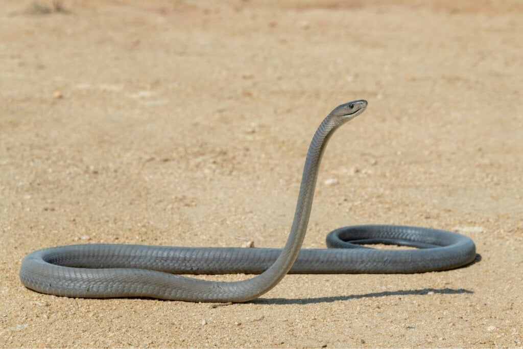 Mamba negra com a cabeça levantada rastejando em um chão de areia marro-claro