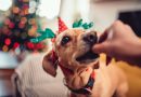 11 comidas de Natal e Ano-Novo tóxicas para cachorros