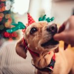 11 comidas de Natal e Ano-Novo tóxicas para cachorros